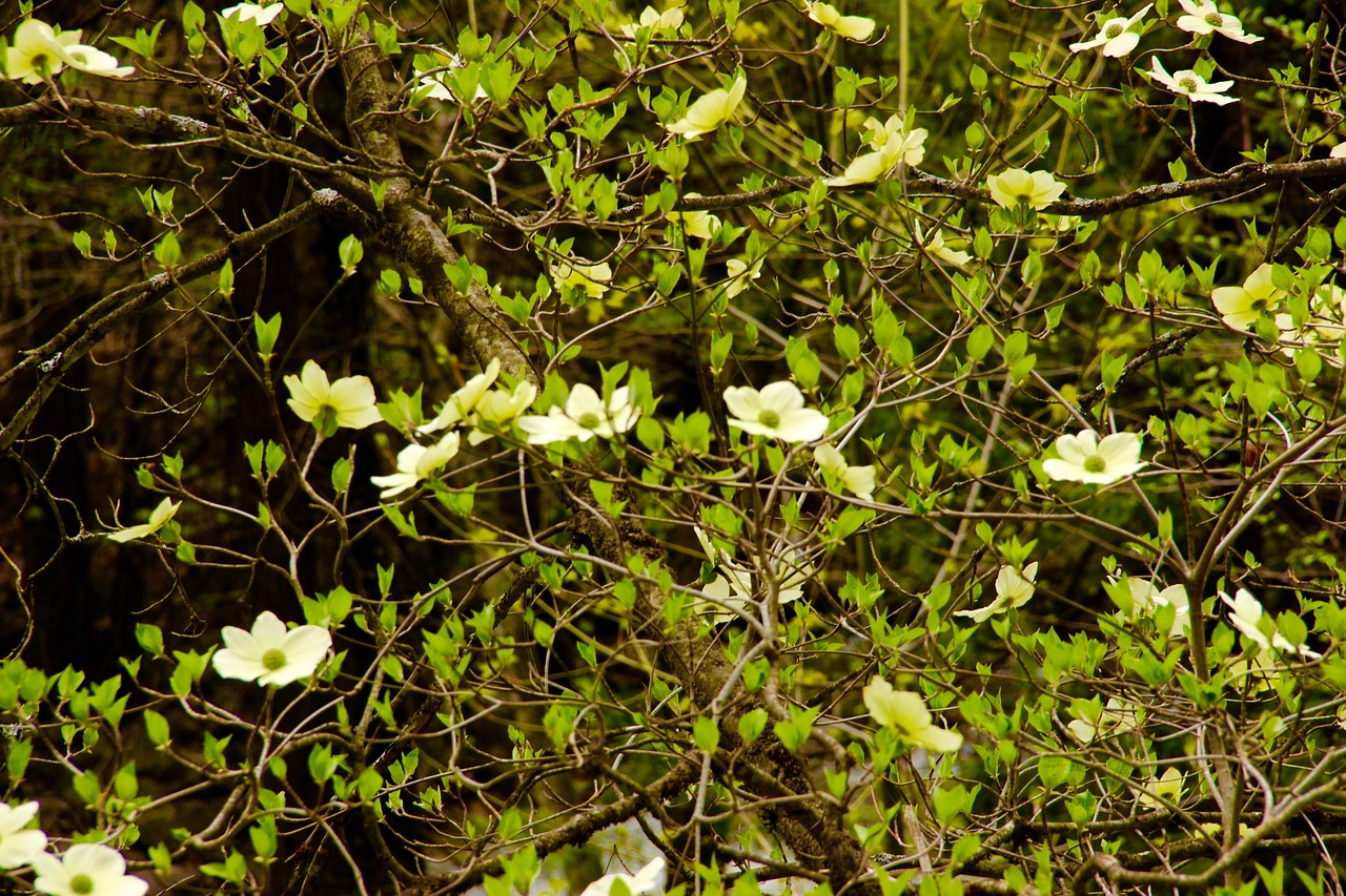 flowers  valley  spring free photo