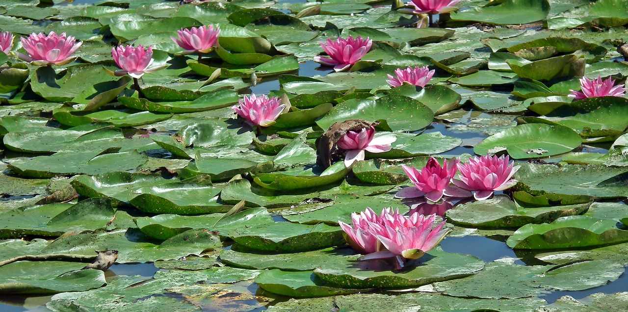 flowers  water lilies  pond free photo