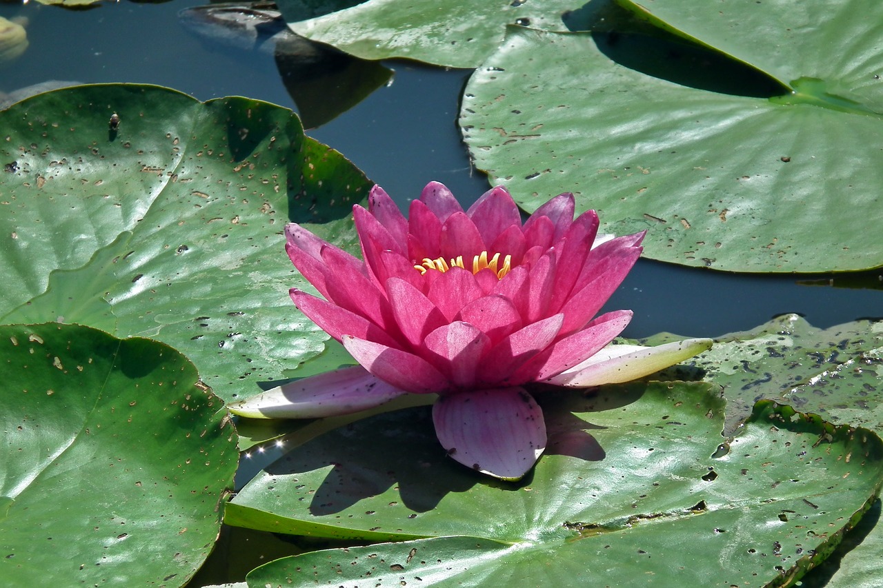 flowers  water lilies  water lily free photo