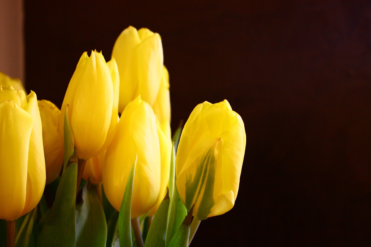 flowers  tulips  bouquet free photo