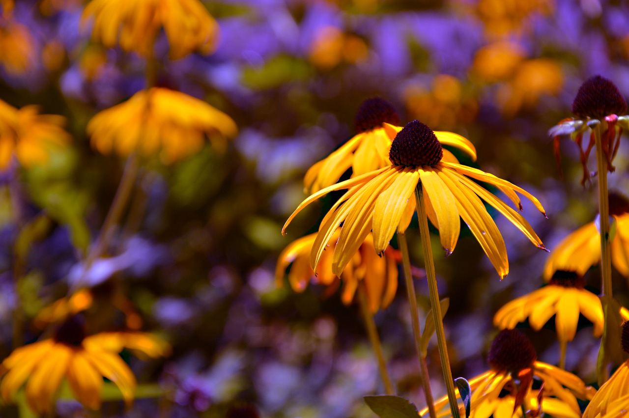 flowers  coneflower  echinacea free photo