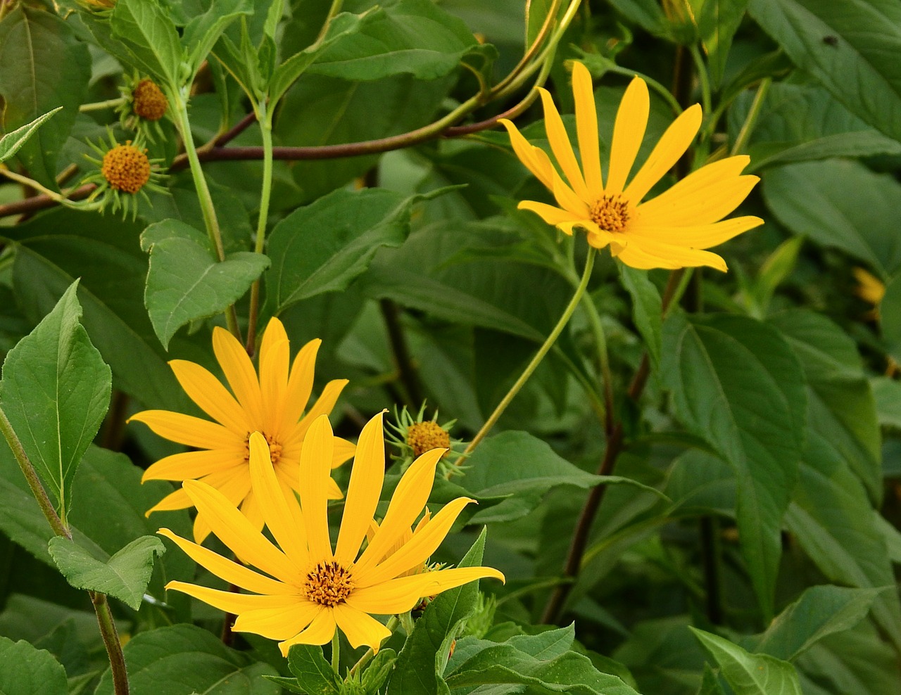 flowers  nature  summer free photo