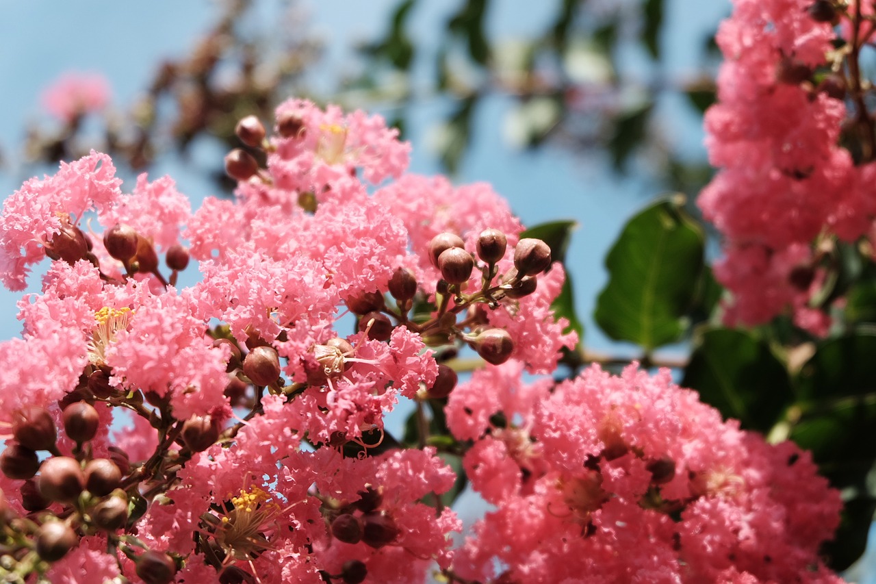 flowers  blossom  pink free photo