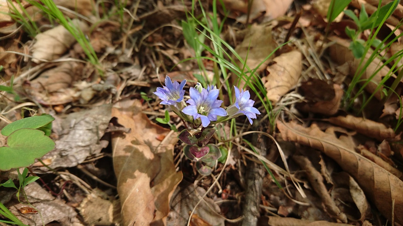 flowers  blue flowers  blue free photo