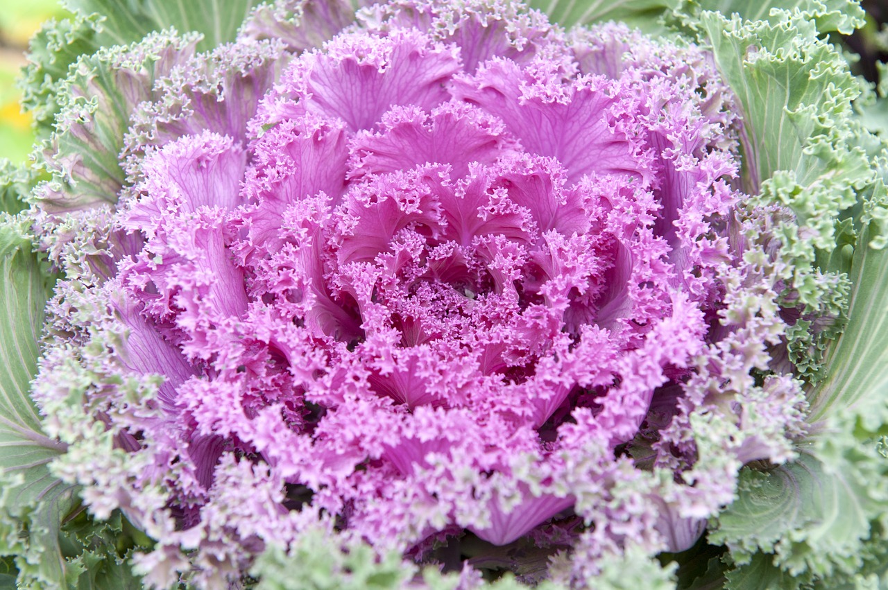 flowers  cabbage  autumn free photo