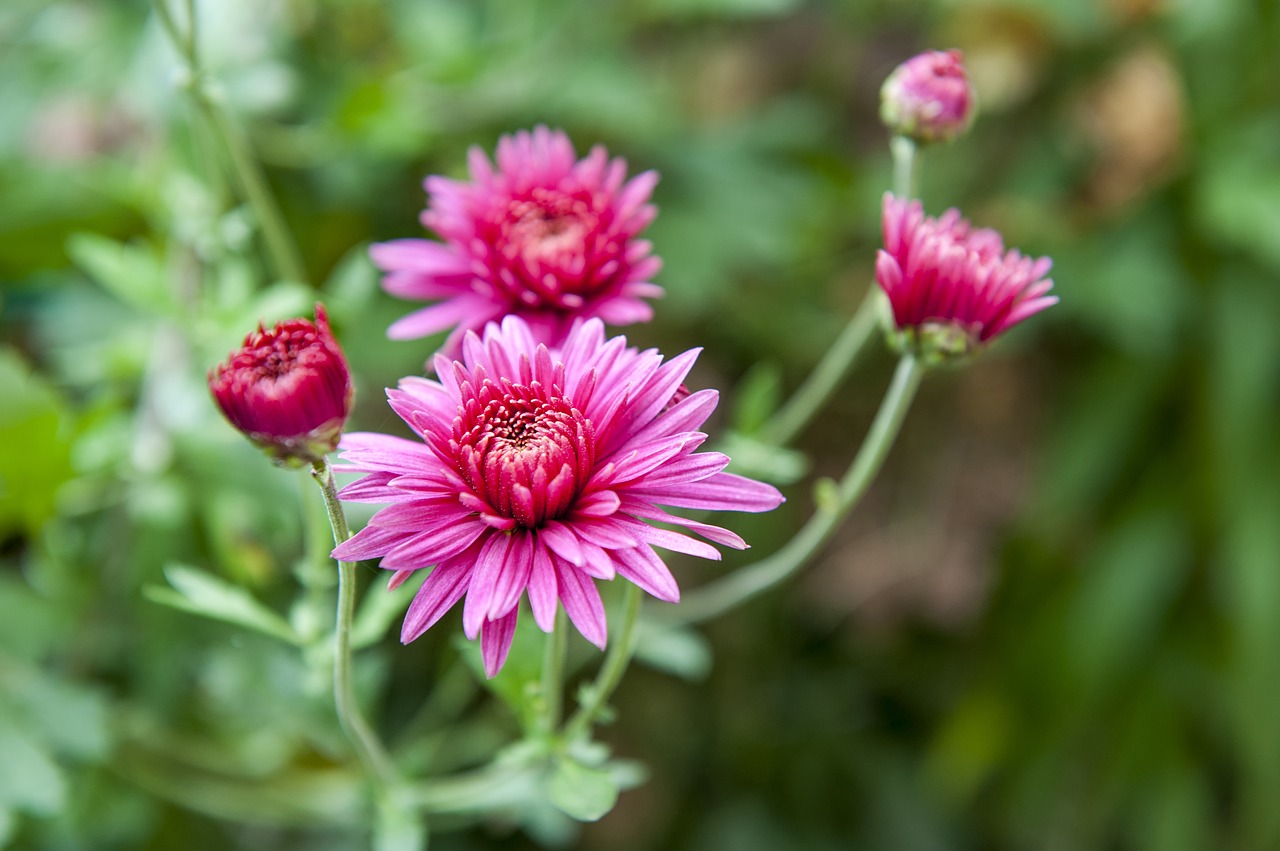 flowers  chrysanthemum  autumn free photo