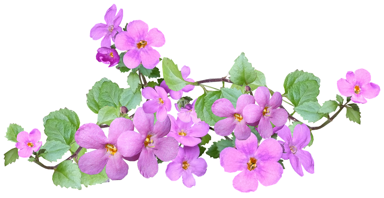 flowers  pink  spring free photo