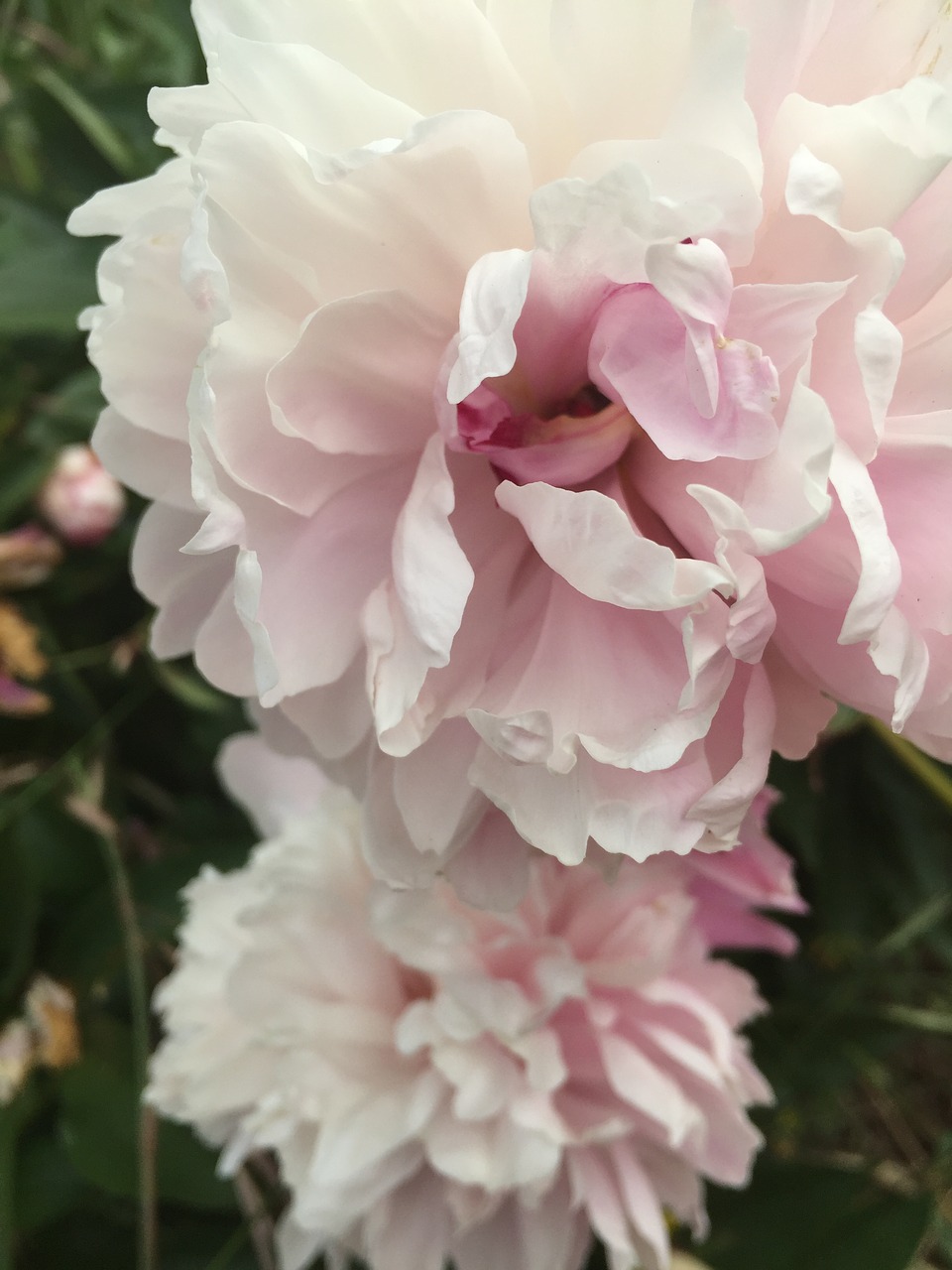 flowers  peonies  summer free photo