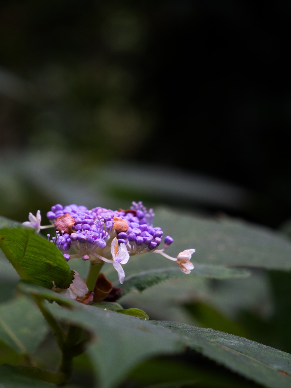 flowers  purple  macro free photo