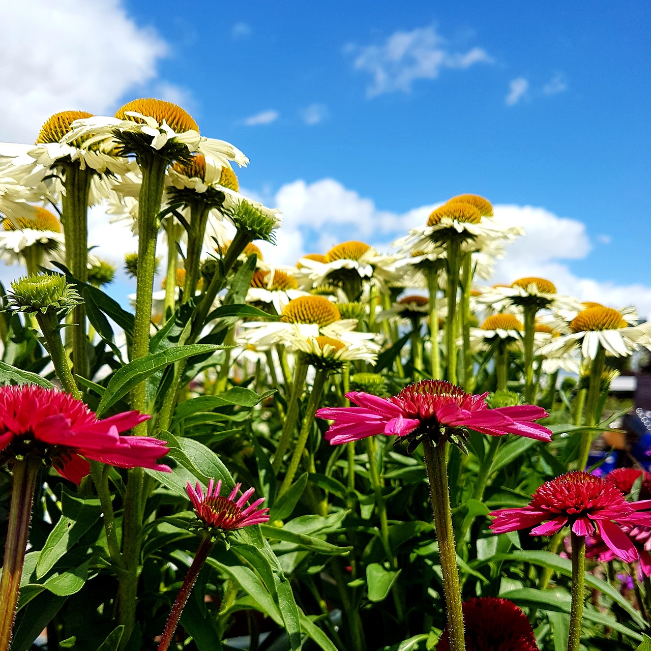 flowers  summer  bloom free photo