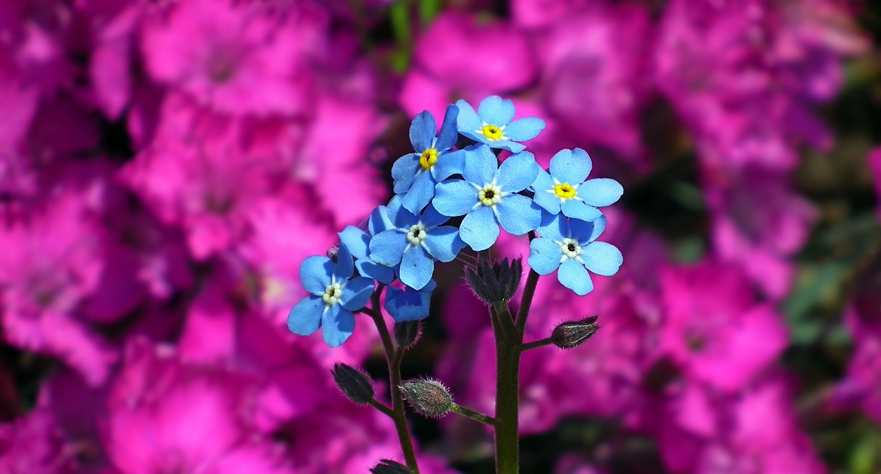 flowers  nots  blue free photo