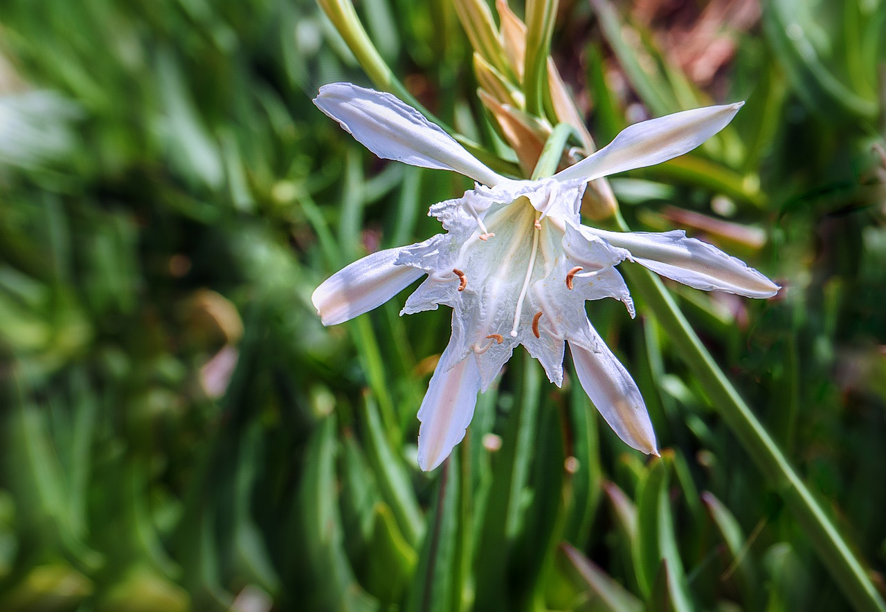 flowers  botany  petals free photo