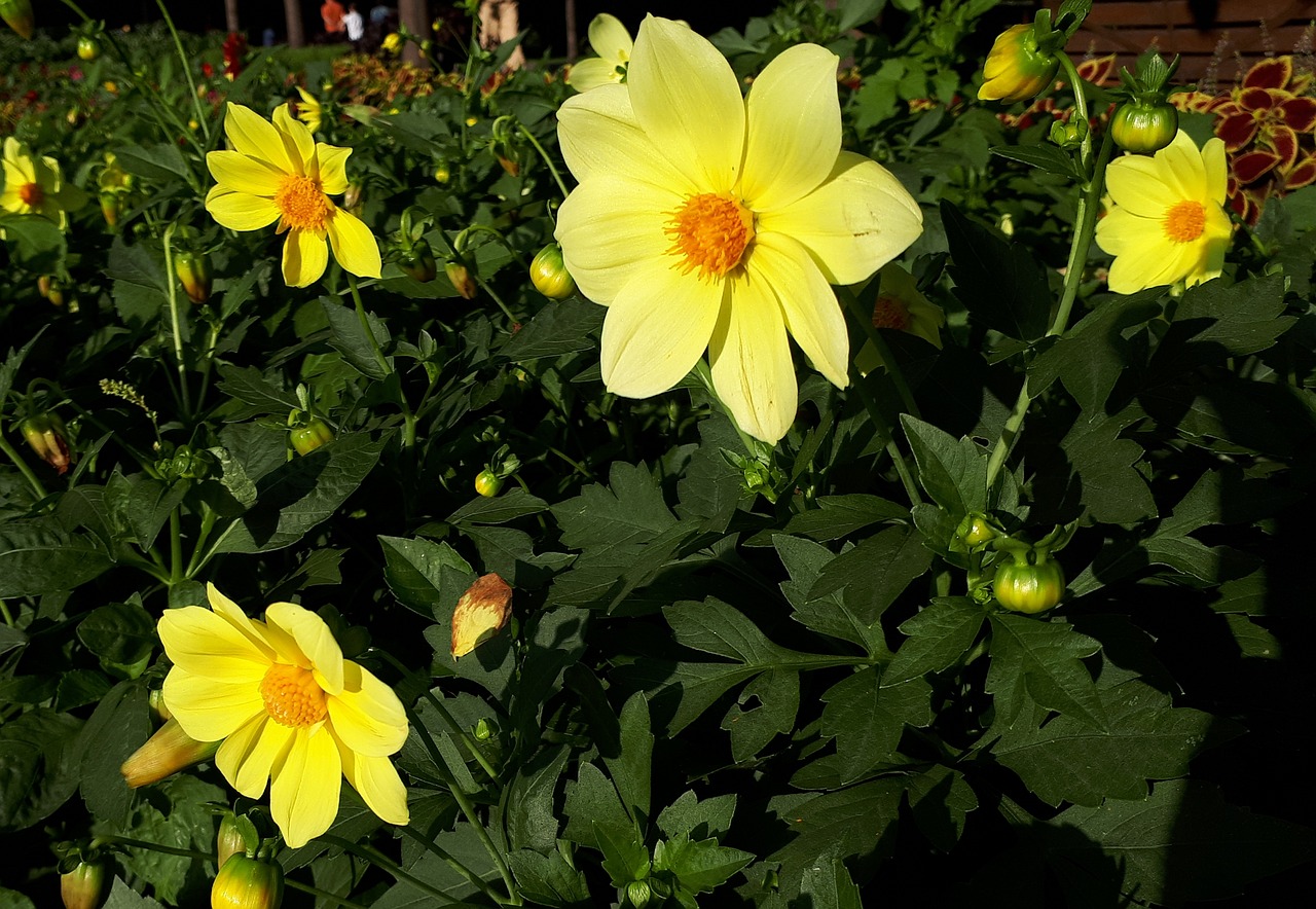 flowers  yellow  nature free photo