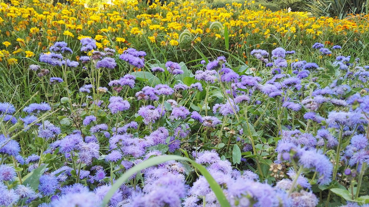 flowers  blue  park free photo