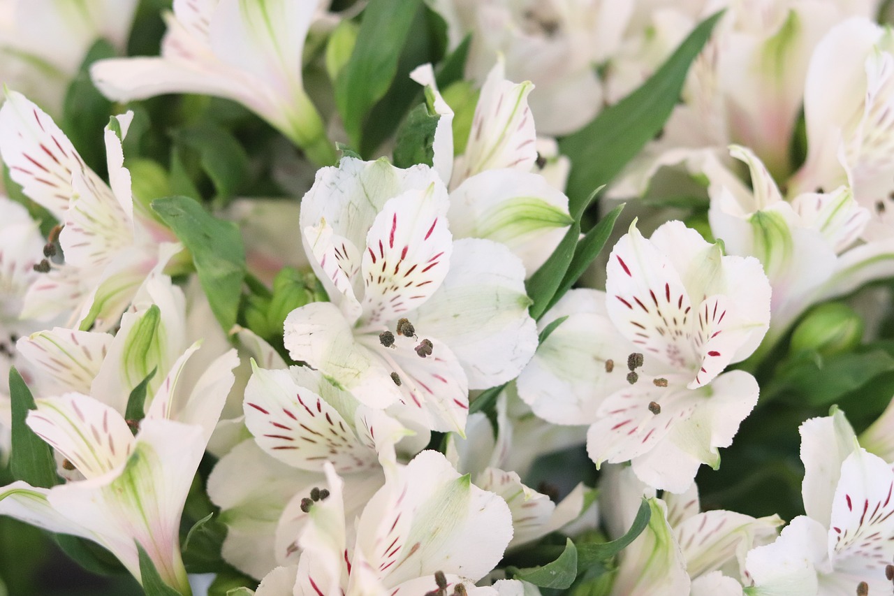 flowers  white  plants free photo