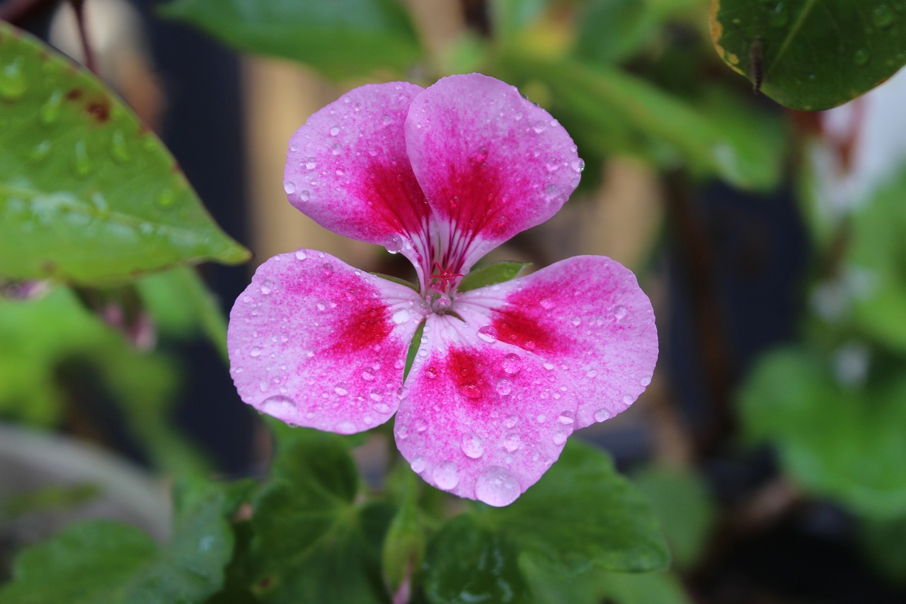 flowers  plants  nature free photo