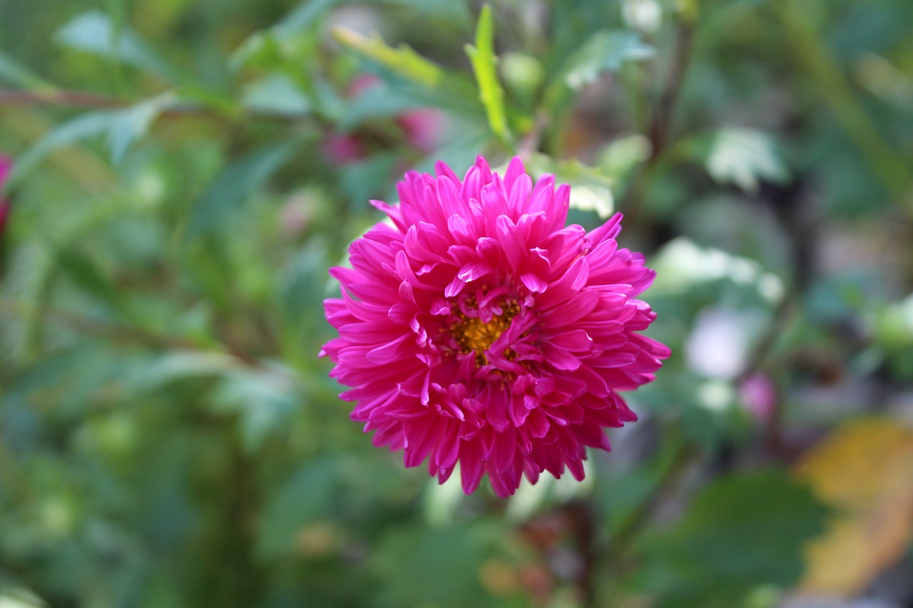 flowers  plants  nature free photo