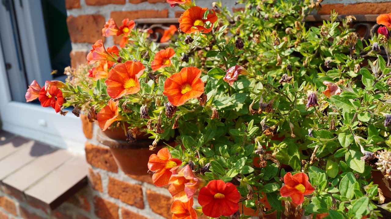 flowers  box  wall free photo