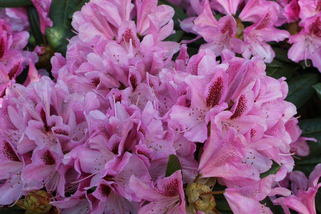 flowers  rododendron  close up free photo