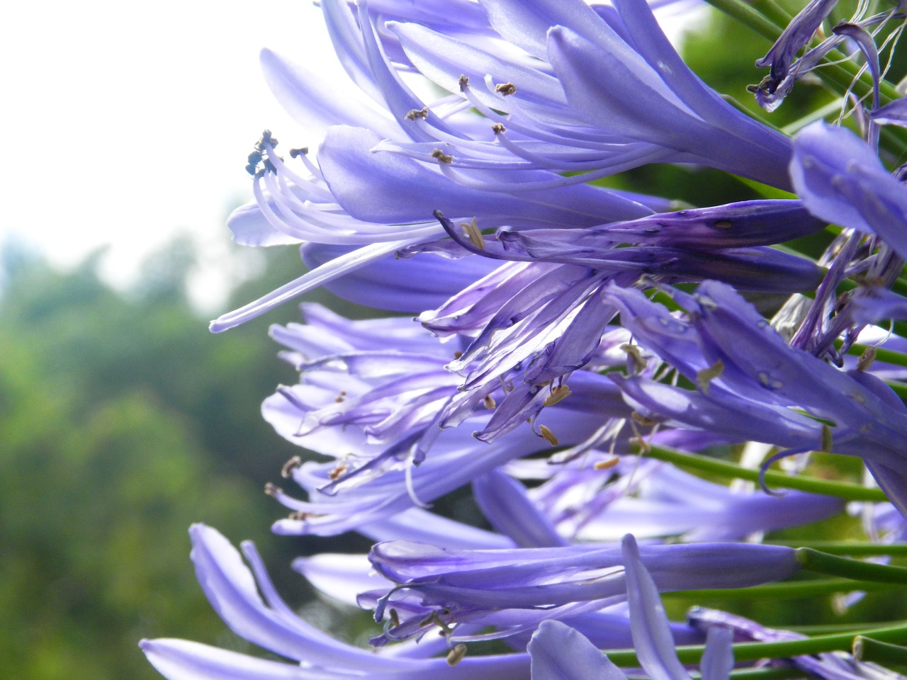 flowers  nature  garden free photo