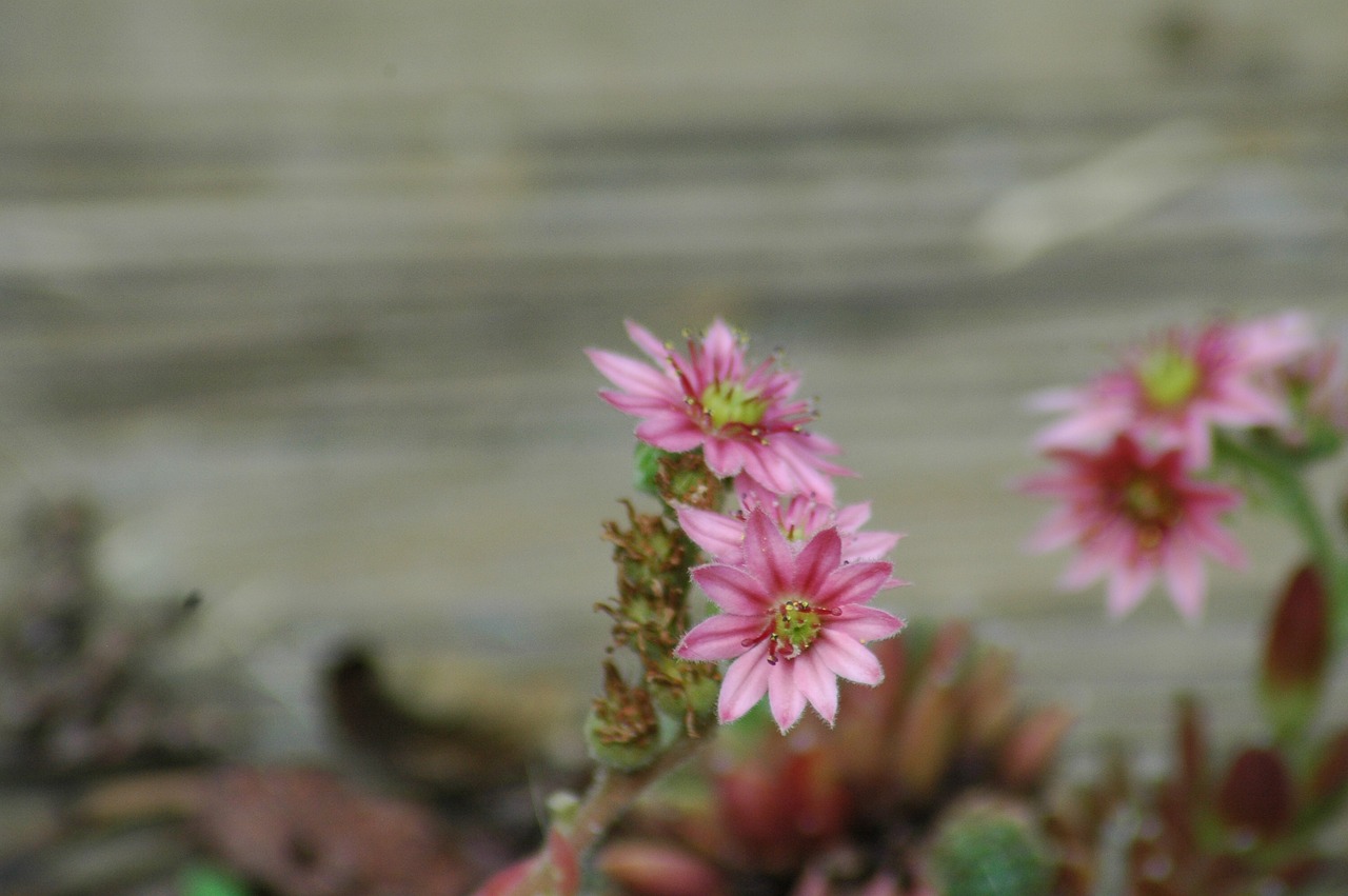 flowers  garden  yard free photo