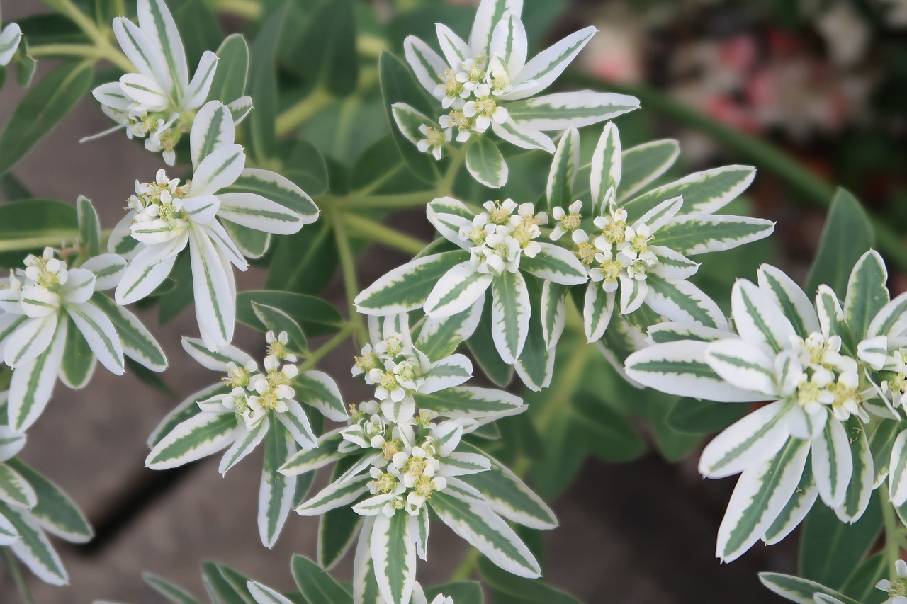 flowers  leaf  summer free photo