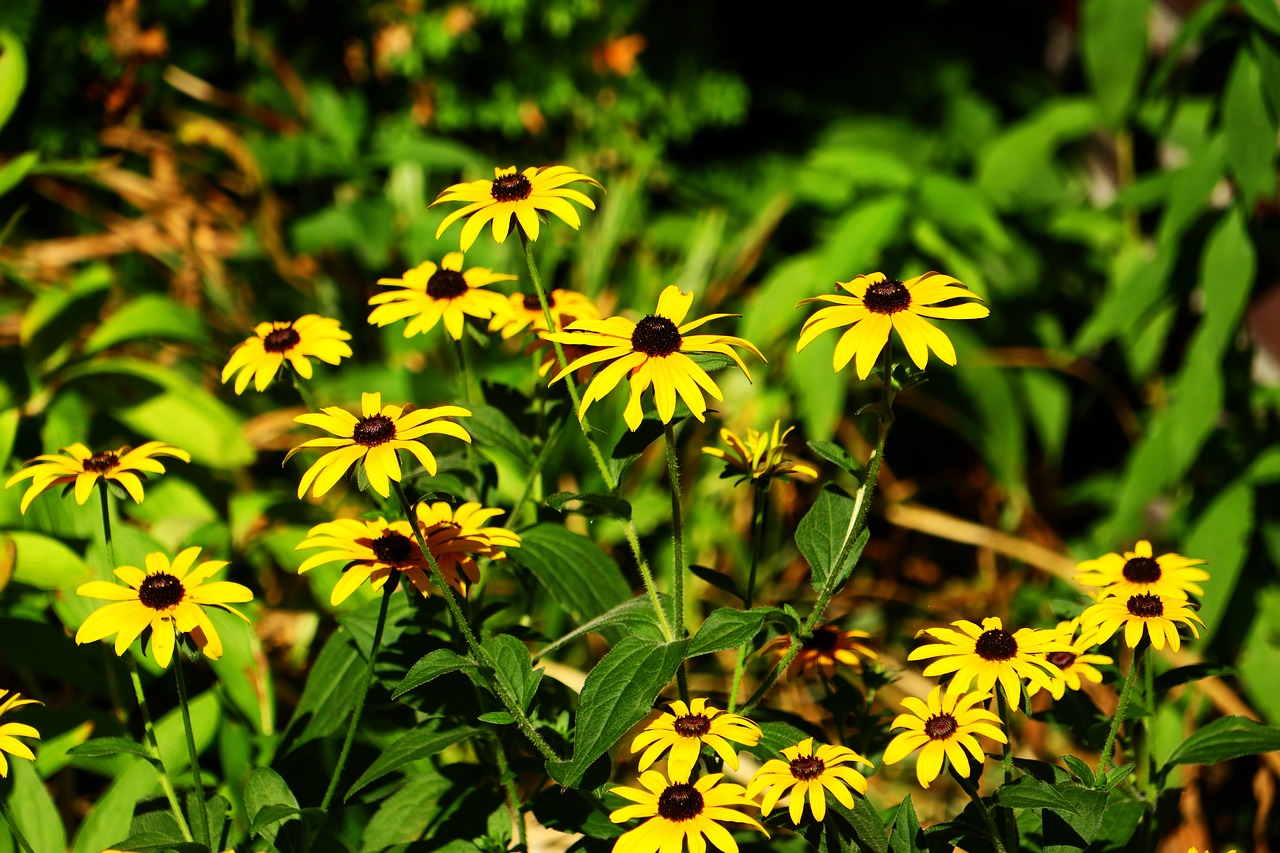 flowers  yellow  garden free photo