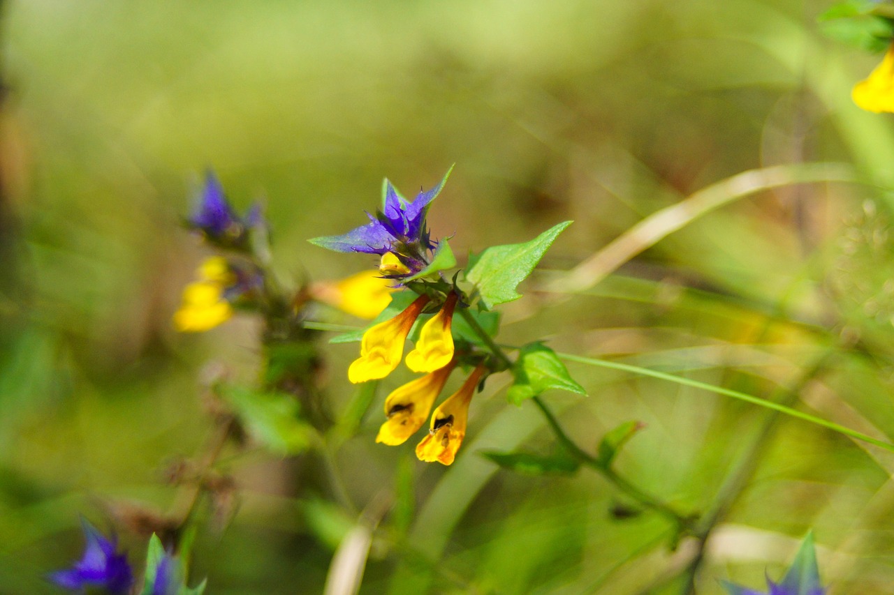 flowers  nature  flora free photo