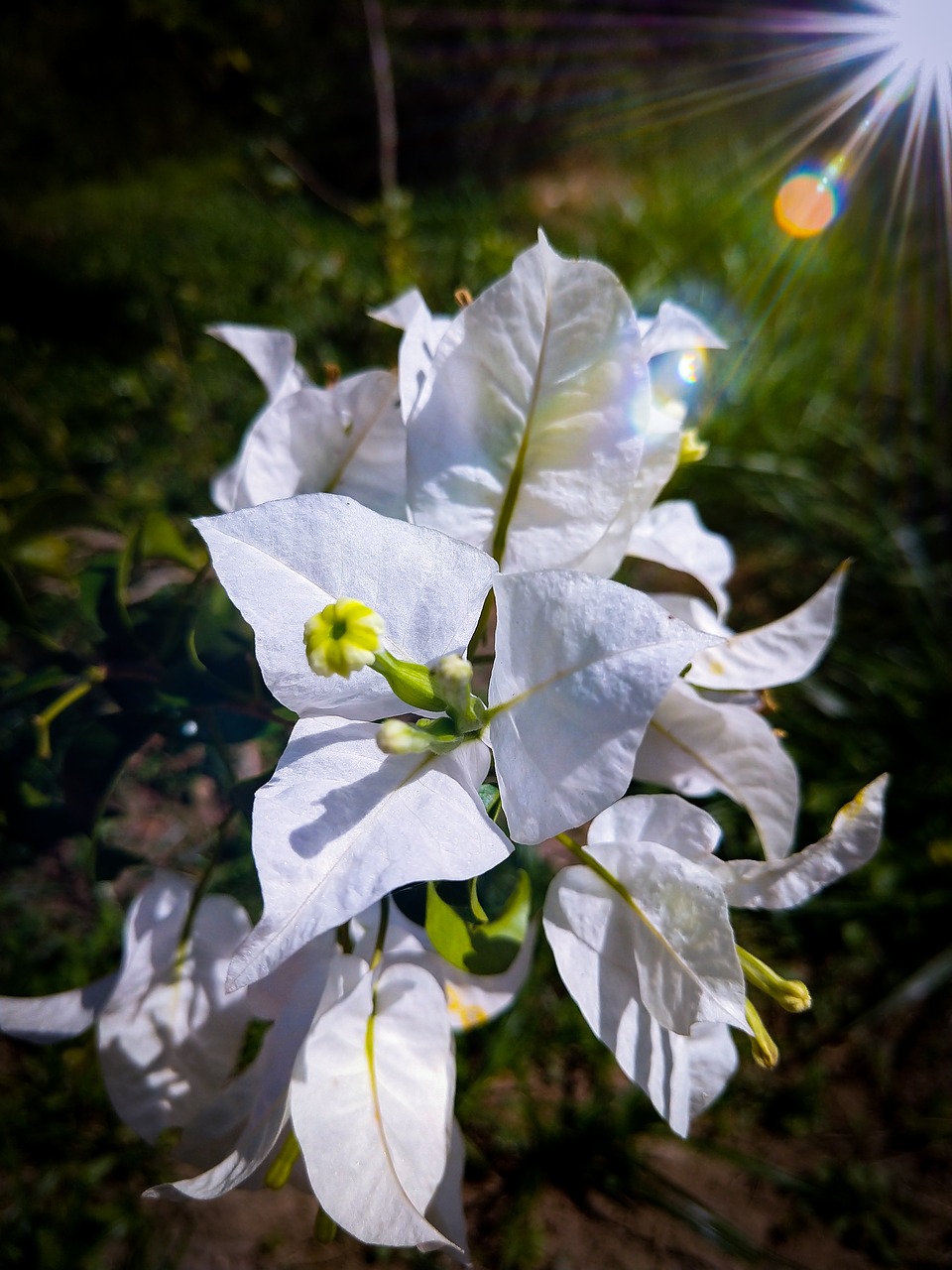 flowers  nature  plants free photo