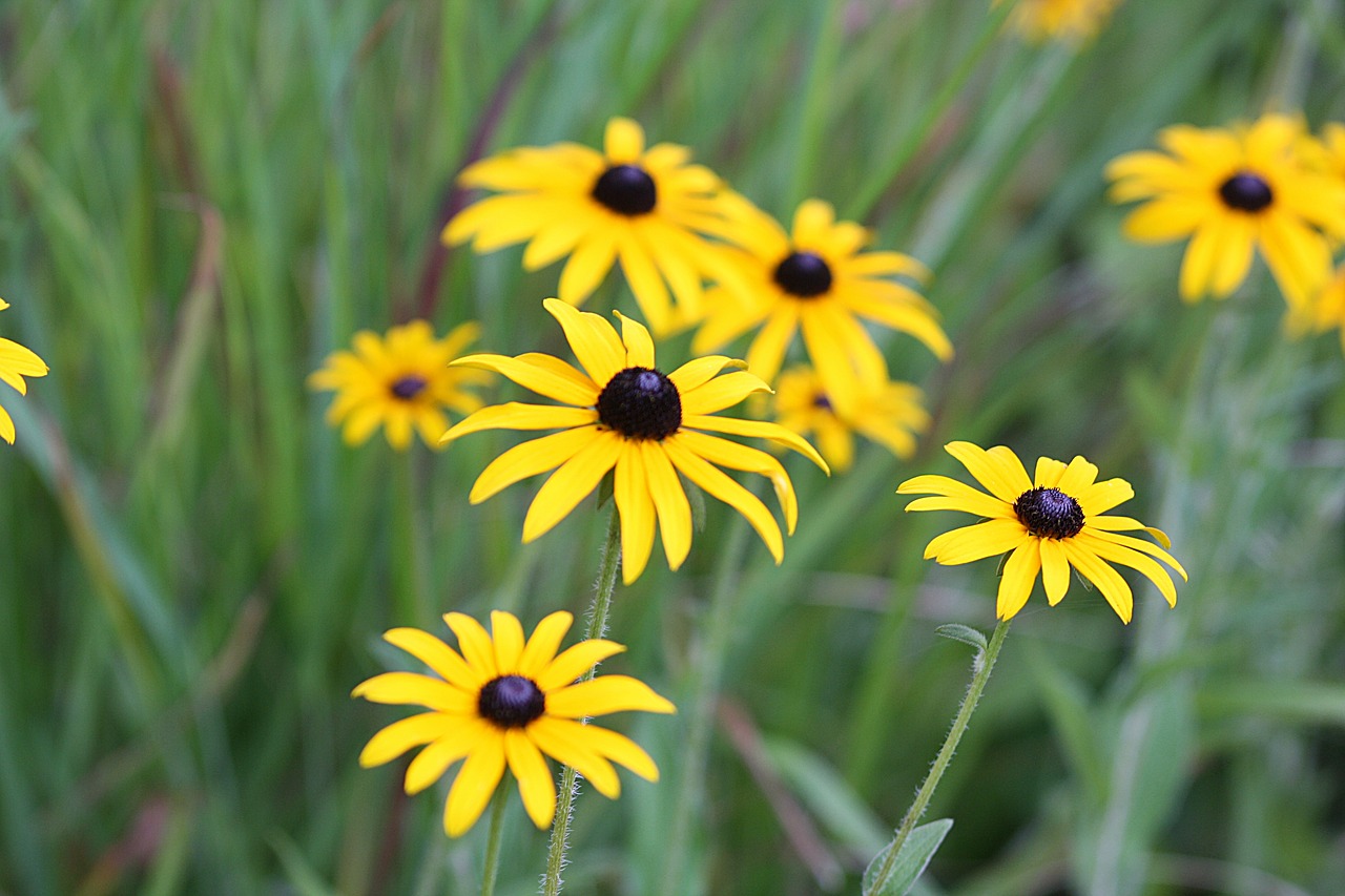 flowers  daisies  walk in the park free photo