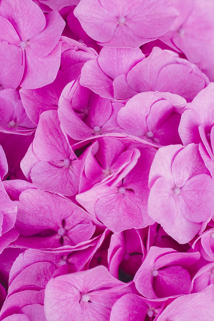 flowers  pink  magenta free photo