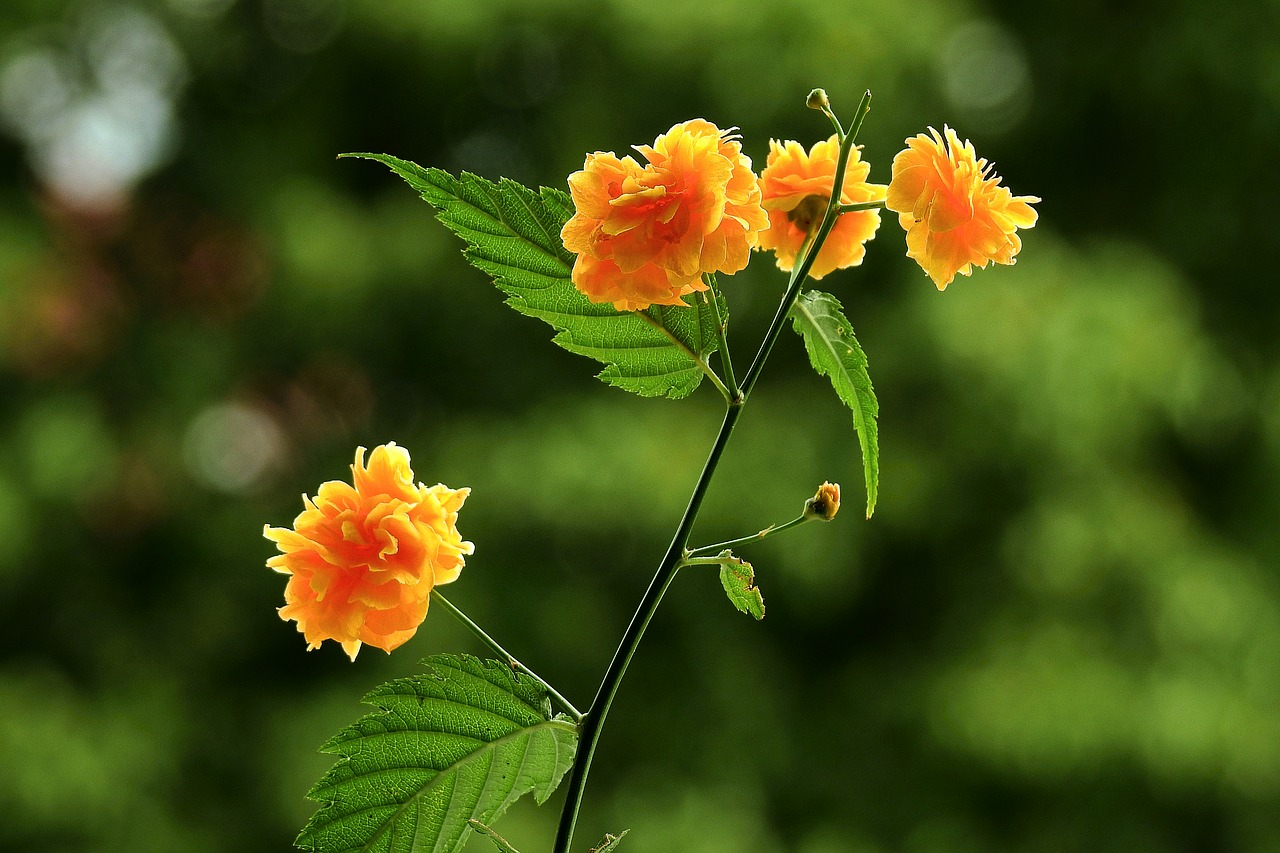 flowers  yellow  beautiful free photo