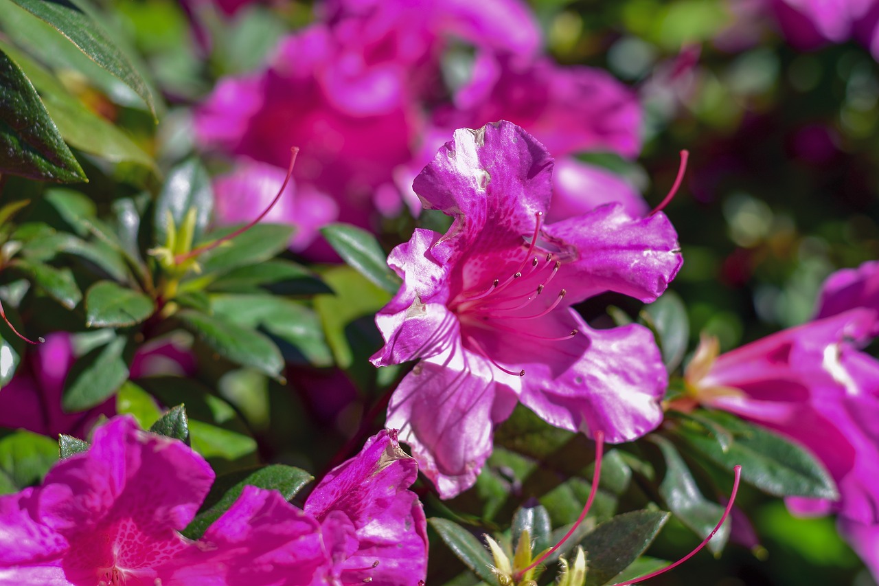 flowers  pink  plant free photo