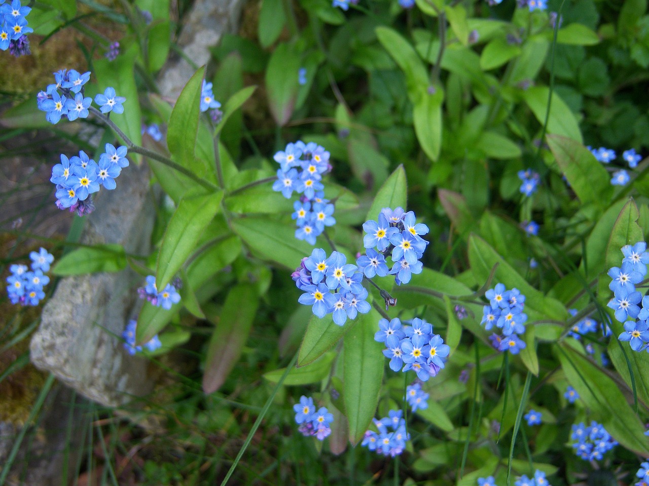 flowers  forget me not  bloom free photo