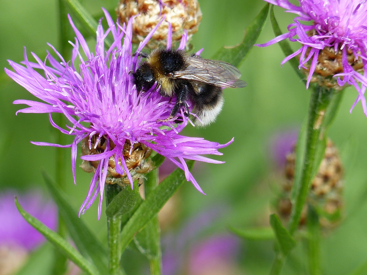 flowers  bumblebee  summer free photo