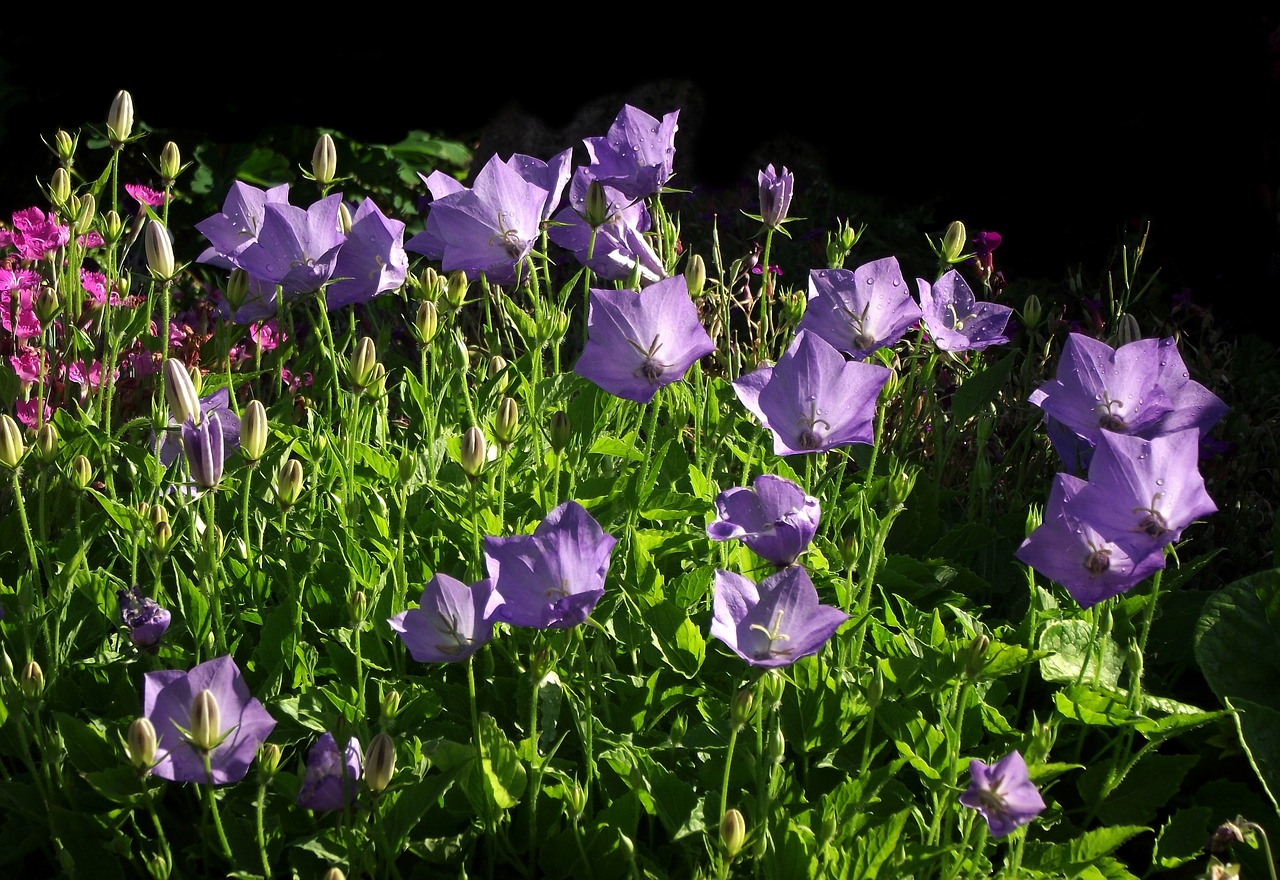 flowers  rozwar  blue free photo