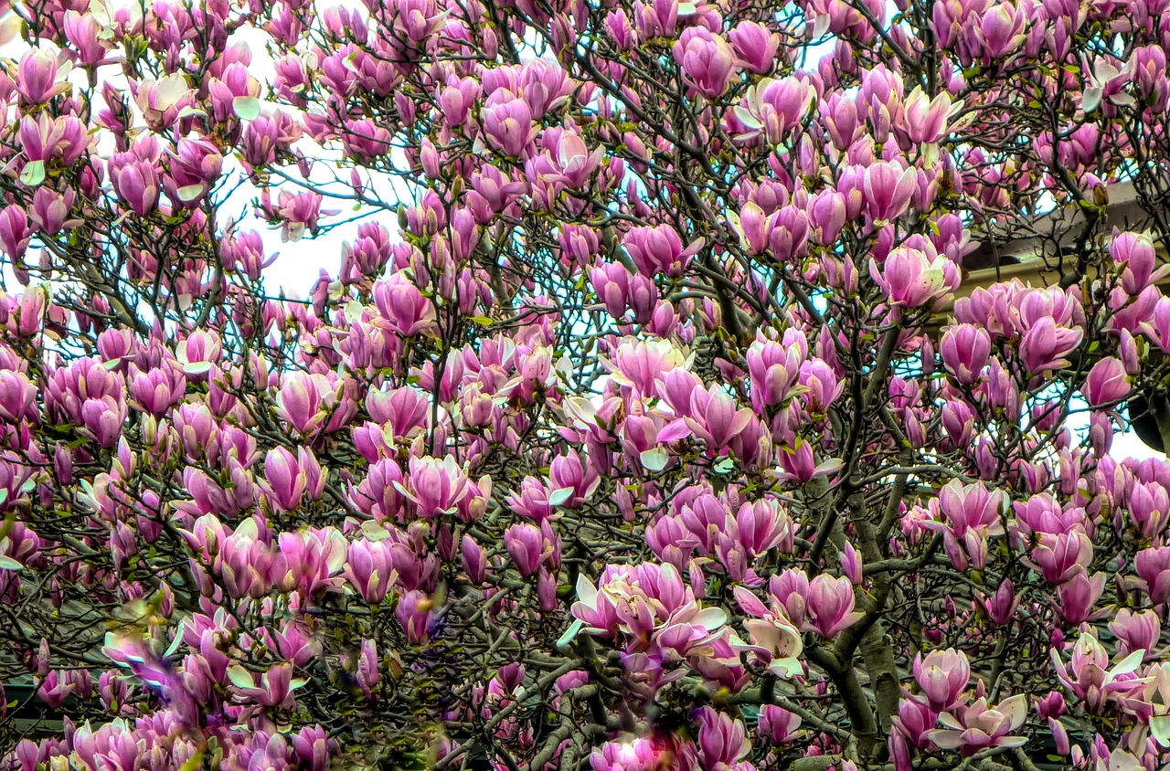 flowers  tree  nature free photo