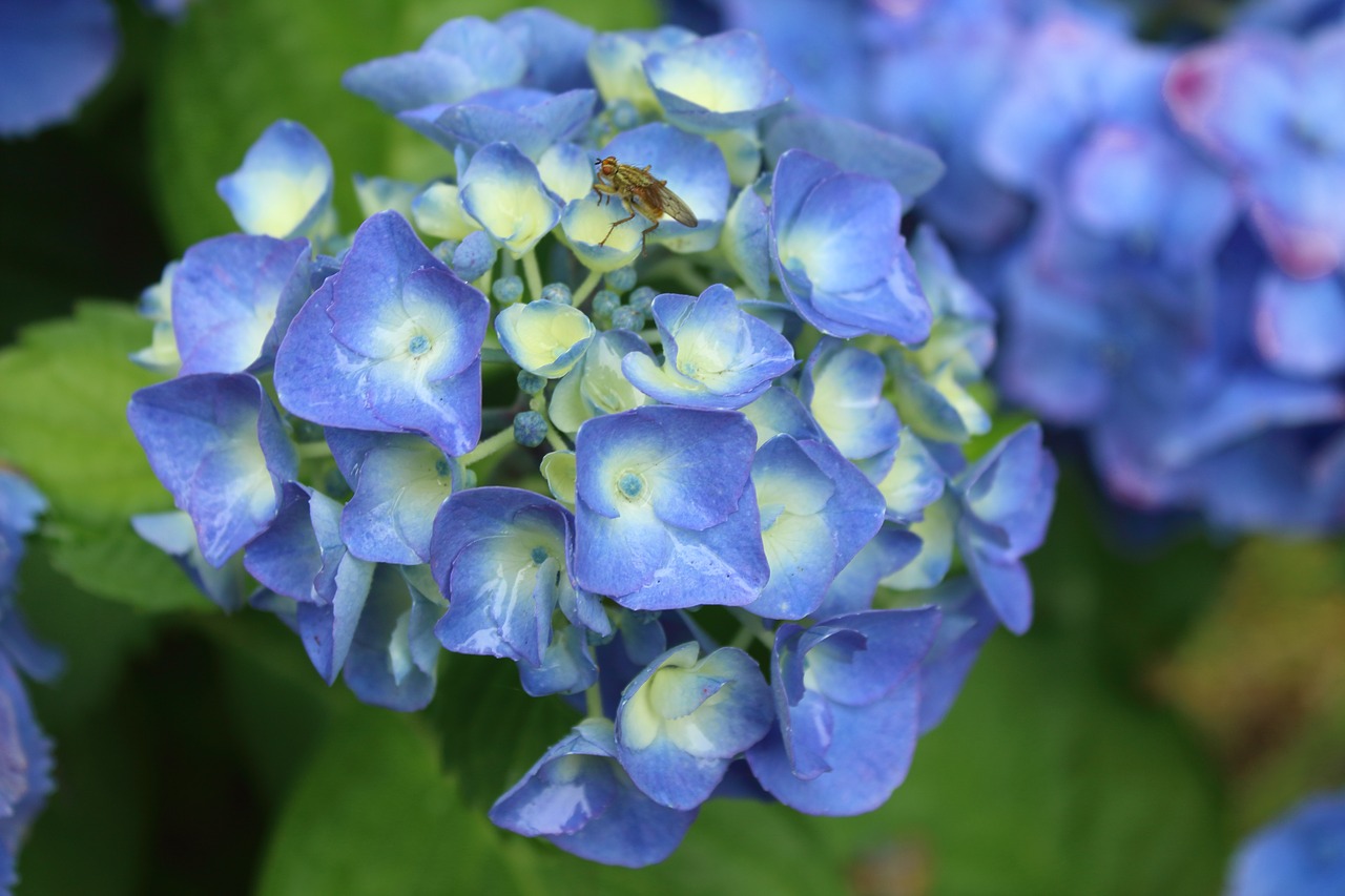 flowers  bee  nature free photo