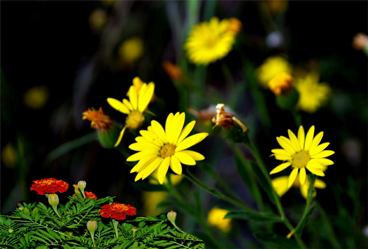 flowers  fall color  cards free photo