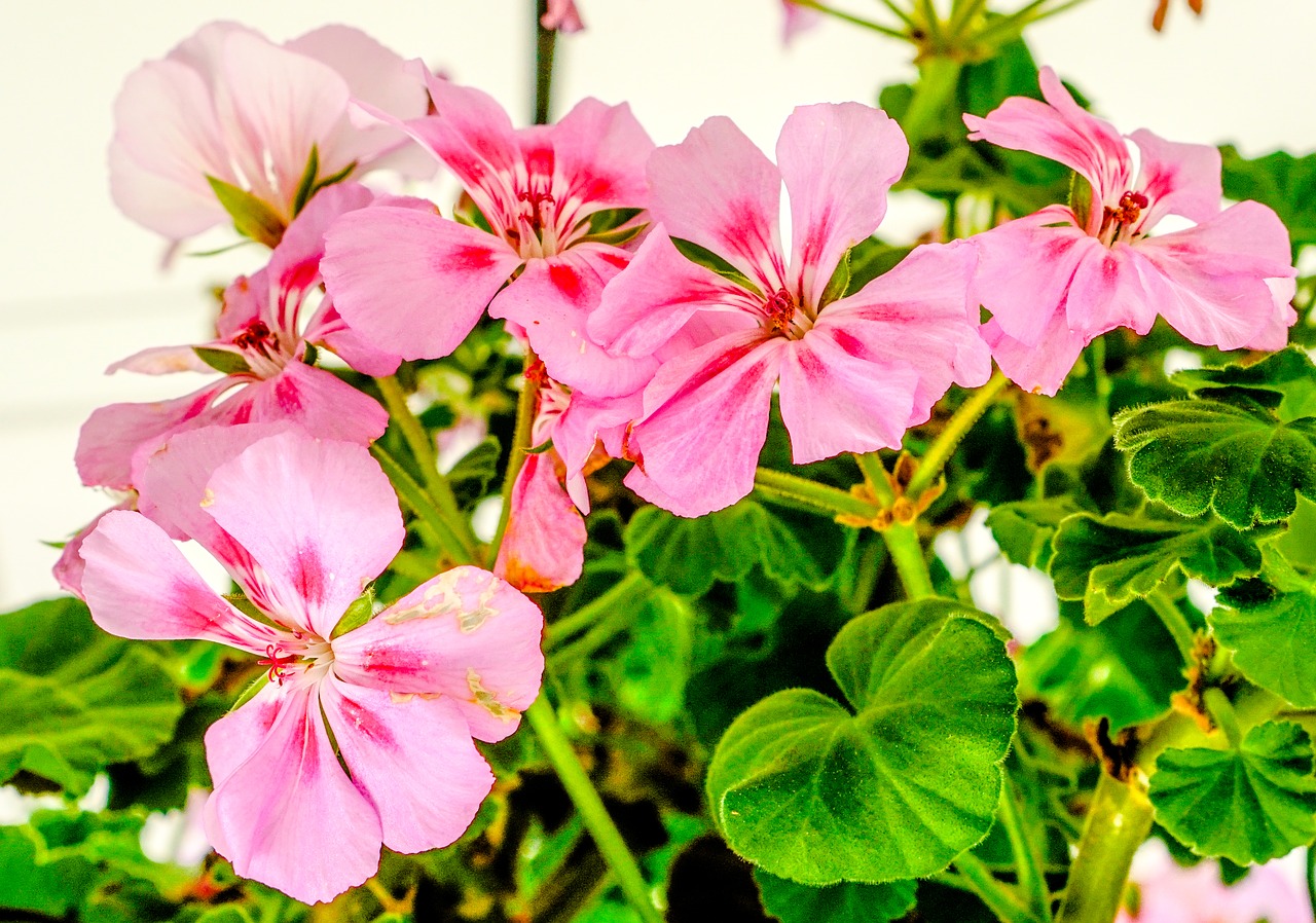 flowers  pink  leaves free photo