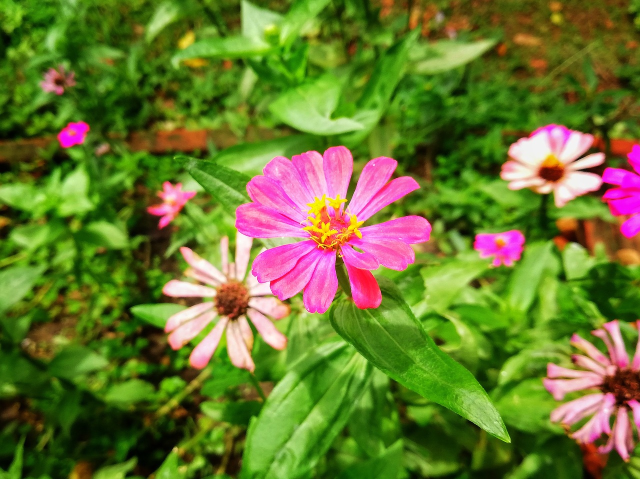 flowers  flower  the pink flowers free photo