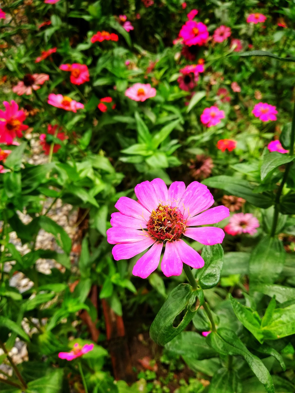 flowers  flower  the pink flowers free photo