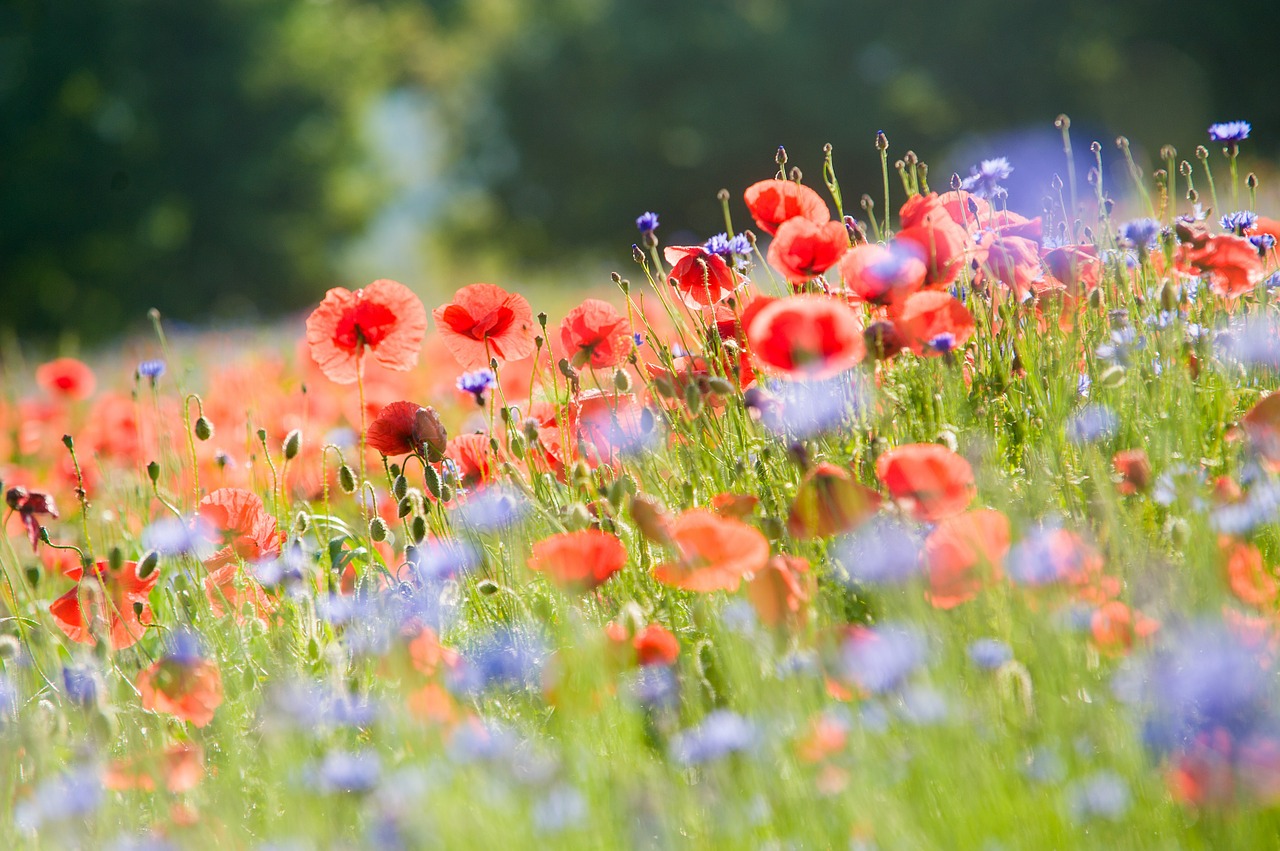 field of poppies poppy poppies free photo