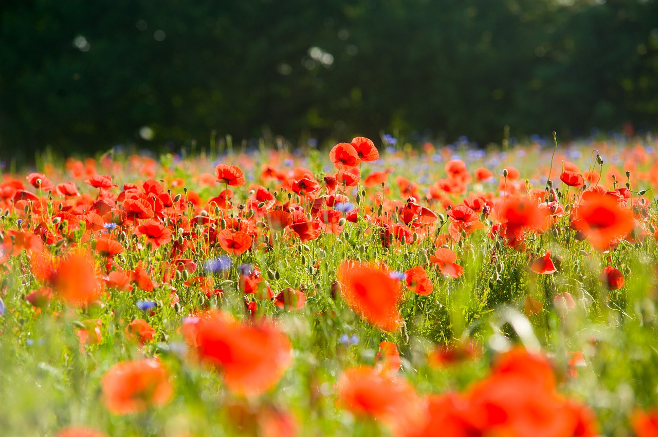 field of poppies poppy poppies free photo