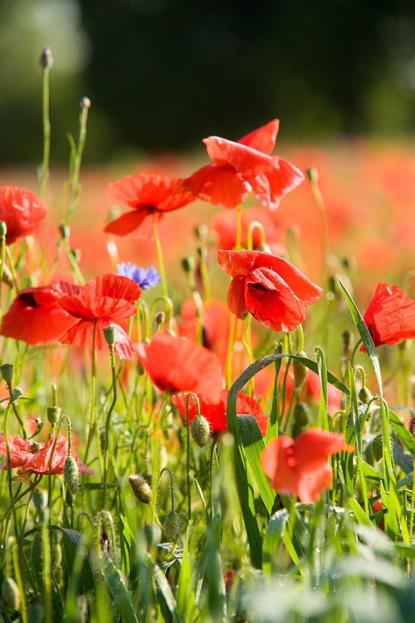 field of poppies poppy poppies free photo