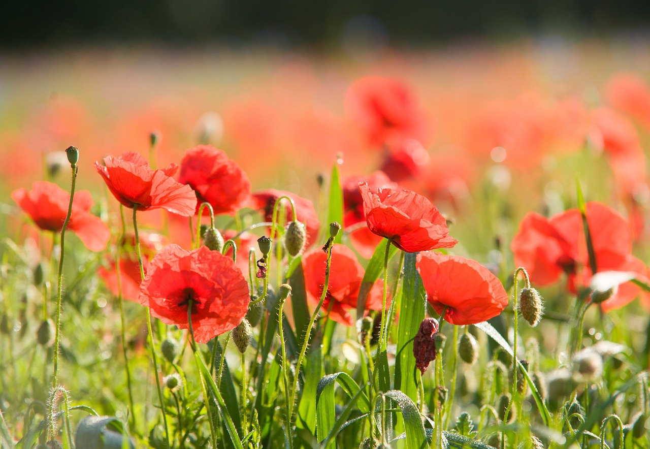 field of poppies poppy poppies free photo