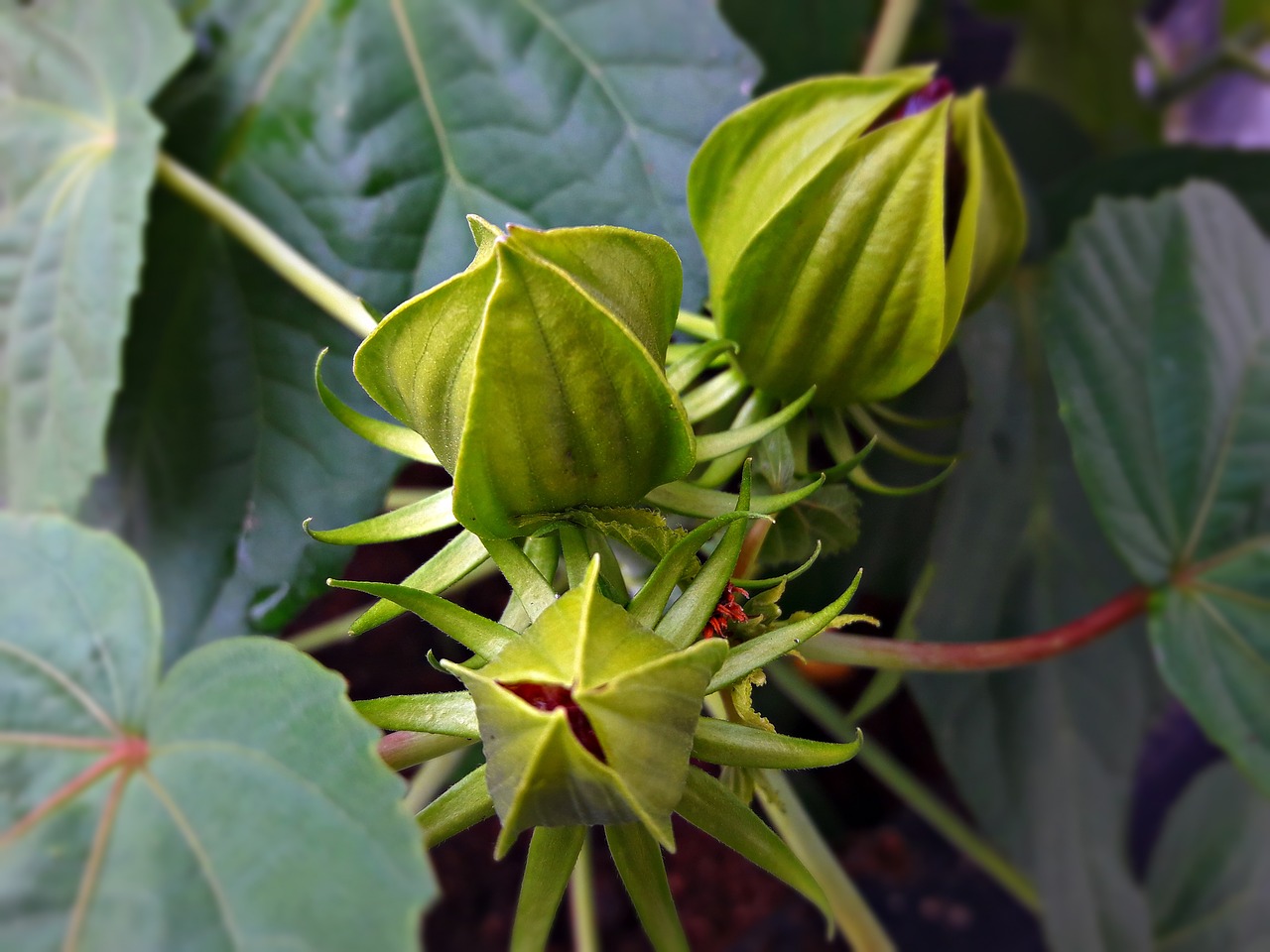 flowers  the buds  flower free photo