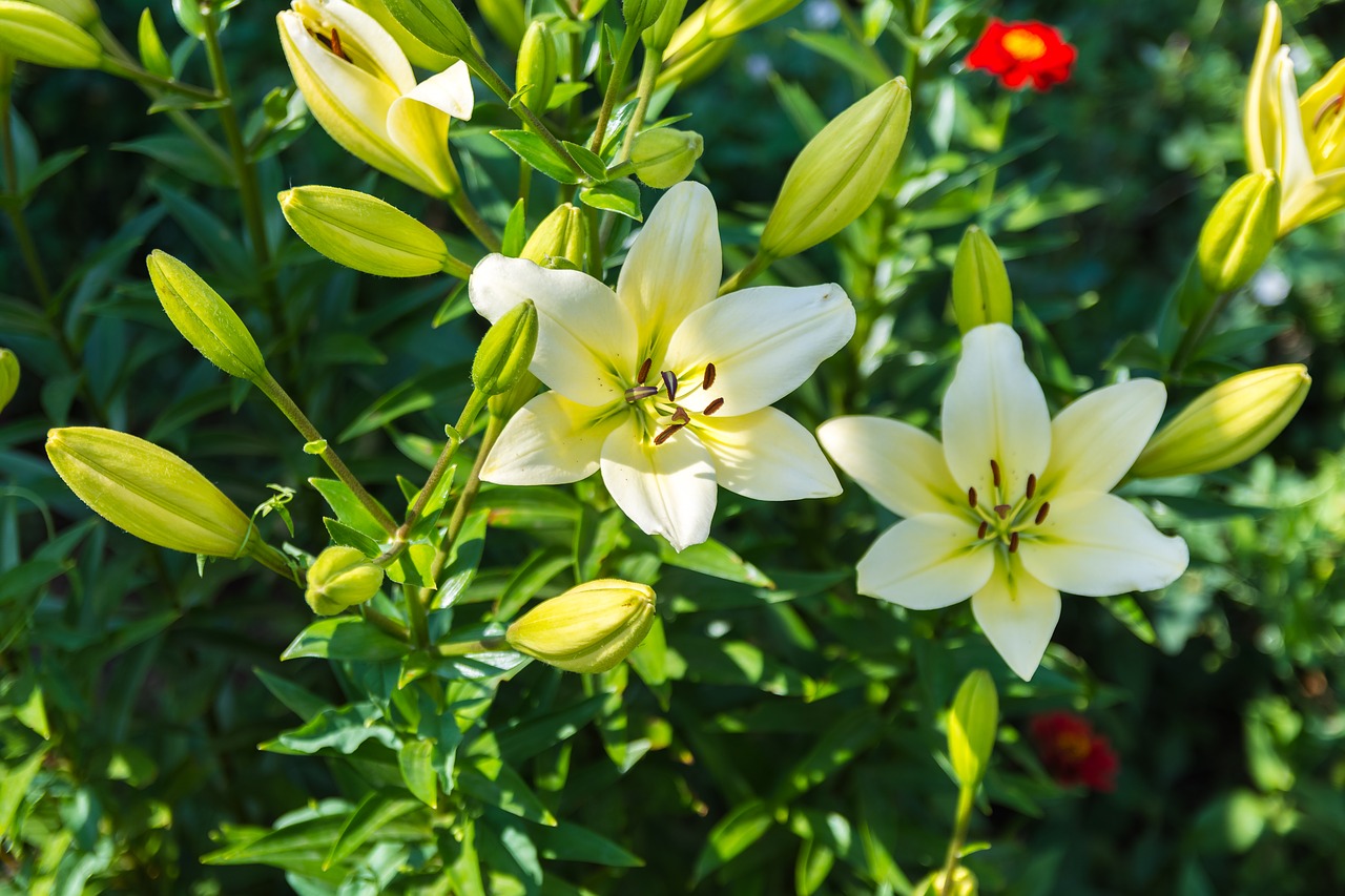 flowers  garden  petals free photo