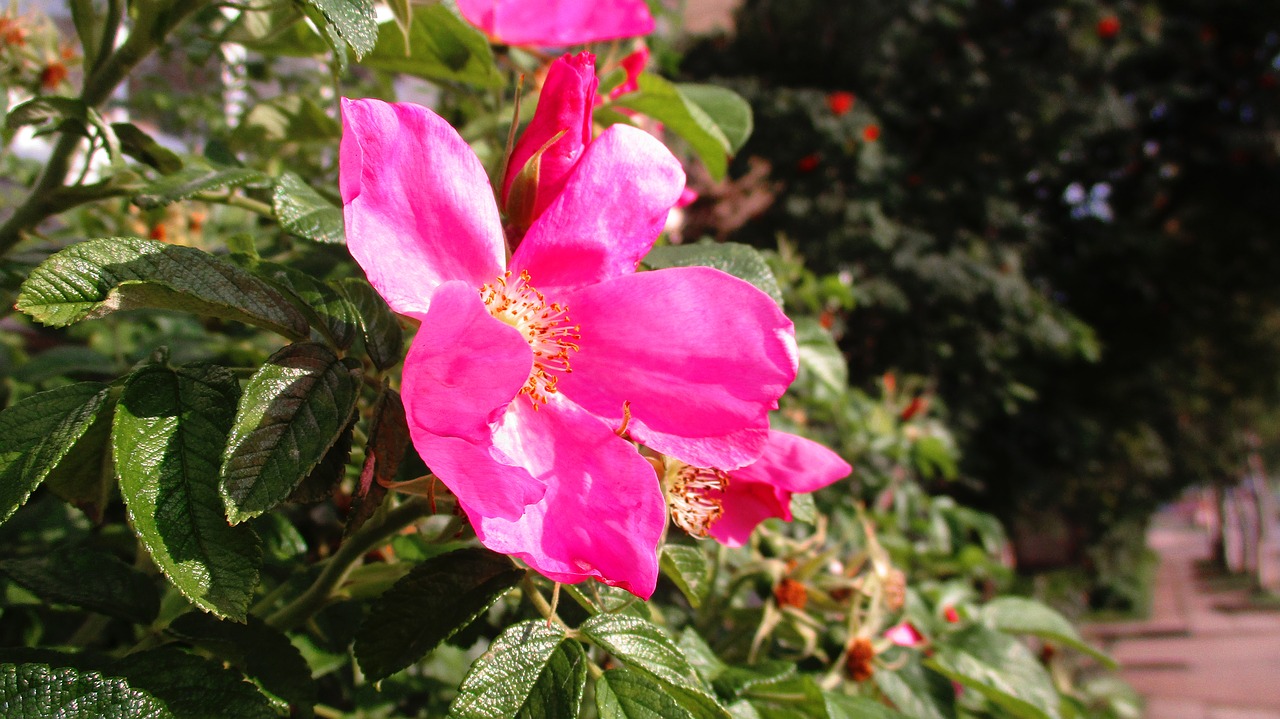 flowers  rose hip  roses free photo