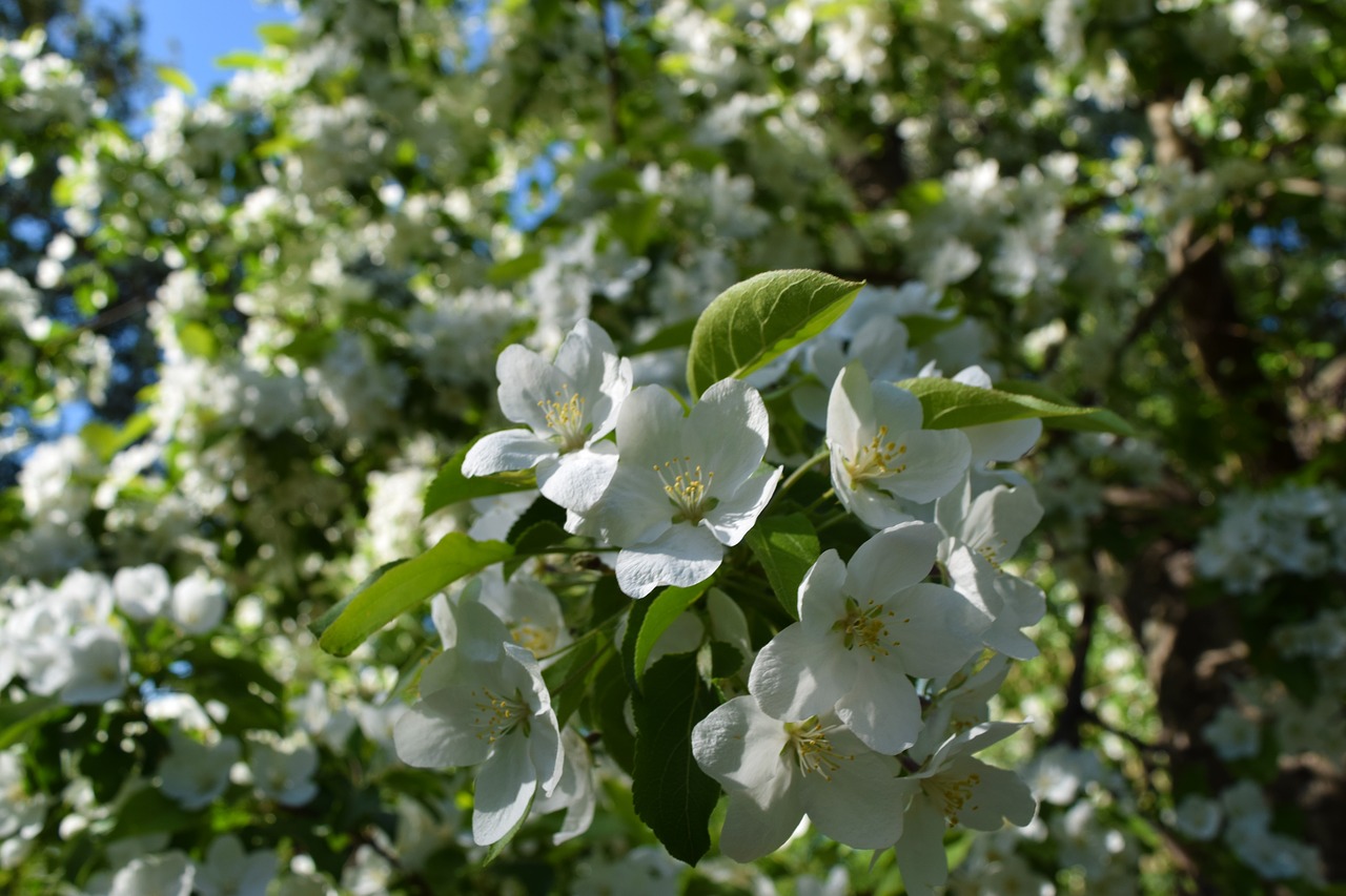 flowers  white  nature free photo